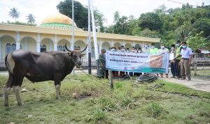 Sapi