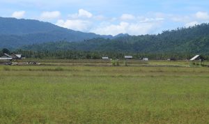 sawah