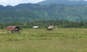 Sawah